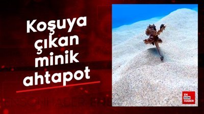 Koşuya çıkan minik ahtapot