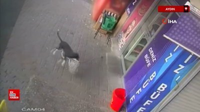 Aydın'da büfeden paspas çalan köpeği sosis ile ödüllendirecek