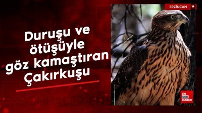 Duruşuyla göz kamaştıran Çakırkuşu, Erzincan'da görüntülendi