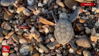 Alanya'da yavru caretta carettalar mavi sularla buluşmaya devam ediyor