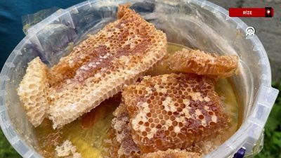 Rize'nin Ayder balında hasat mesaisi başladı