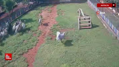 Antalya'da başına çuval dolanan keçi ortalığı birbirine kattı