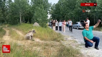 Bitlis'te ayı ile selfie çekip cips ikram ettiler