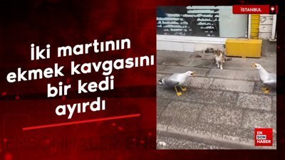 İki martının ekmek kavgasını bir kedi ayırdı