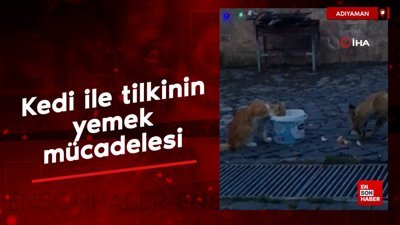 Nemrut Dağı'nda kedi ile tilkinin yemek mücadelesi