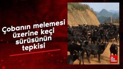 Çobanın melemesi üzerine keçi sürüsünün tepkisi