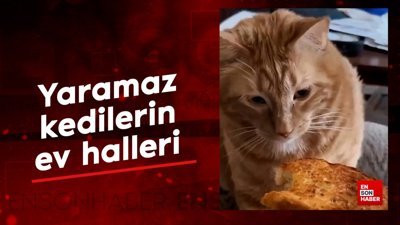 Yaramaz kedilerin ev halleri