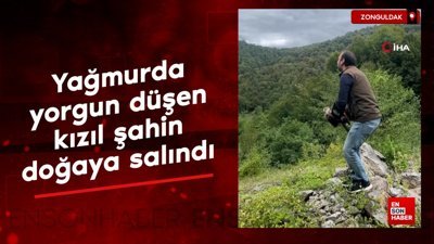 Zonguldak'ta yağmurda yorgun düşen kızıl şahin doğaya salındı