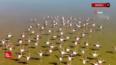 Denizli Acıgöl'de flamingoların göç yolculuğu