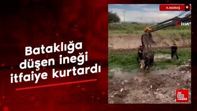 Kahramanmaraş'ta bataklığa düşen ineği itfaiye kurtardı