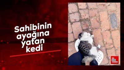 Sahibinin ayağına yatan kedi