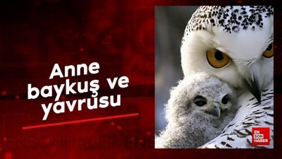 Anne baykuş ve yavrusu