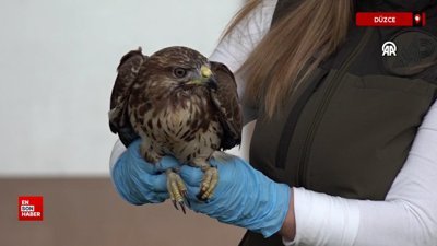 Düzce'de iyileştirilen kızıl şahin göç yolculuğuna devam edecek