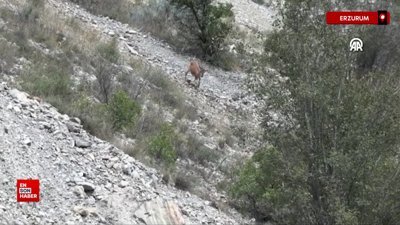 Erzurum'da dağ keçileri görüntülendi