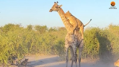 Zürafanın üzerine çıkmayı başaran dişi aslan, ödülünü aldı