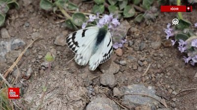 Ağrı Dağı'nda 'dorukların benekli meleği' görüntülendi