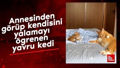 Annesinden görüp kendisini yalamayı ögrenen yavru kedi