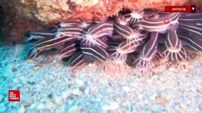 Antalya Körfezi'nde ilk kez görüntülendi: Zehirli çizgili kedi balığı