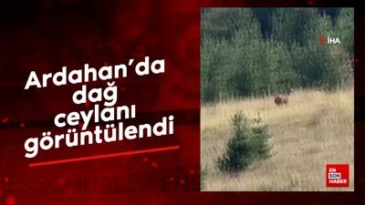 Ardahan’da dağ ceylanı görüntülendi