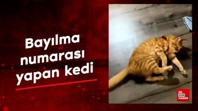 Bayılma numarası yapan kedi