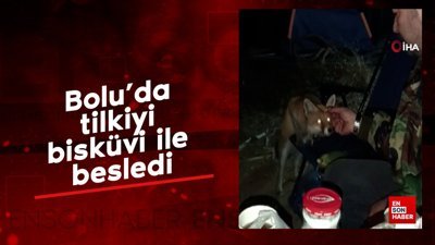 Bolu'da tilkiyi bisküvi ile besledi