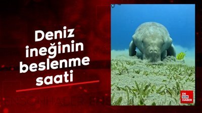 Deniz ineğinin beslenme saati