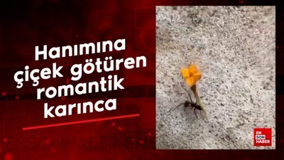 Hanımına çiçek götüren romantik karınca