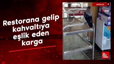 Antalya'da restorana gelip kahvaltıya eşlik eden karga