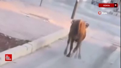 Konya'da firari dana trafikte araçlarla birlikte seyretti
