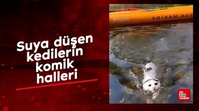 Suya düşen kedilerin komik halleri