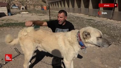 Küresel ısınma Kangal köpeklerinin renginin sararmasına neden oldu