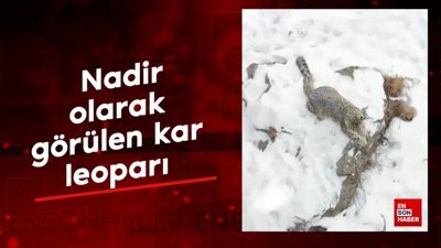 Karakurum yakınlarında görünen bir Kar Leoparı