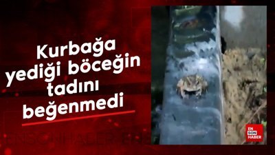 Kurbağa ağzına attığı böceğin tadını beğenmiyor