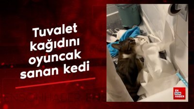 Tuvalet kağıdını oyuncak sanan kedi