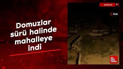 Antalya'da domuzlar sürü halinde mahalleye indi