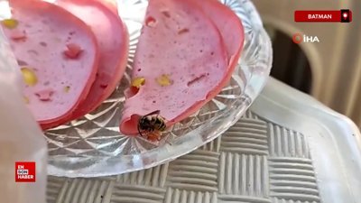 Batman'da sofraya konan davetsiz misafir ağırlığınca salam alıp uçtu