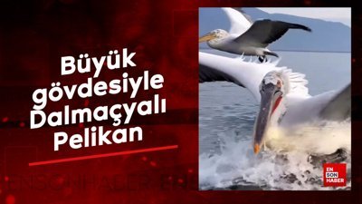 Dünya'nın en ağır kuşu Dalmaçyalı Pelikan