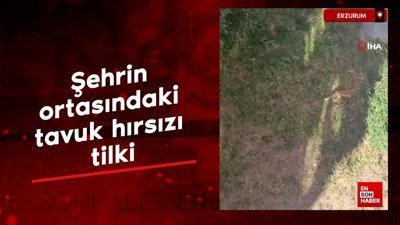 Erzurum'da şehrin ortasındaki tavuk hırsızı tilki