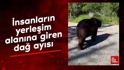 İnsanların yerleşim alanlarına giren dağ ayısı görüntülendi