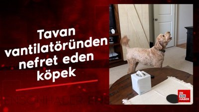 Tavan vantilatöründen nefret eden köpek