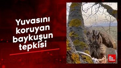 Yuvasını korumaya çalışan bir baykuşun ürkütücü tepkisi
