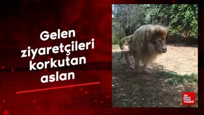 Gelen ziyaretçileri korkutan aslan