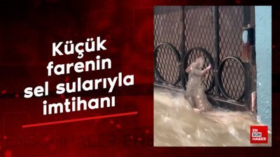 Küçük farenin sel sularıyla imtihanı