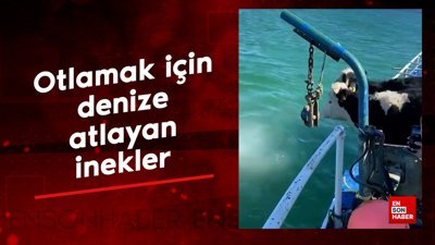 Otlamak için denize atlayan inekler