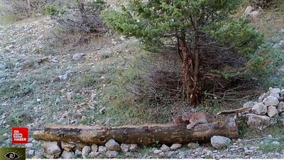 Sevimli vaşak yavrularının büyüme hikayesi