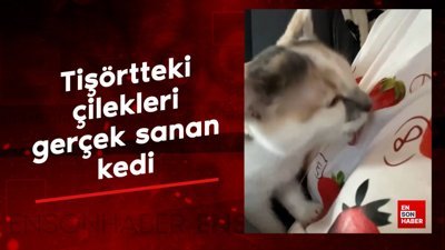 Tişörtteki çilekleri gerçek sanan kedi
