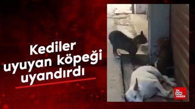 Kediler uyuyan köpeği aniden uyandırdı