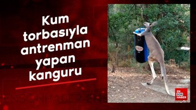 Kum torbasıyla antrenman yapan kanguru