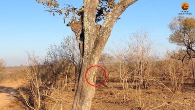 Leopar ile dalga geçen sincap