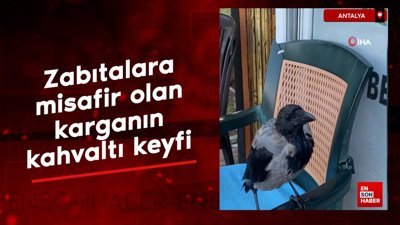 Antalya'da zabıtalara misafir olan karganın kahvaltı keyfi